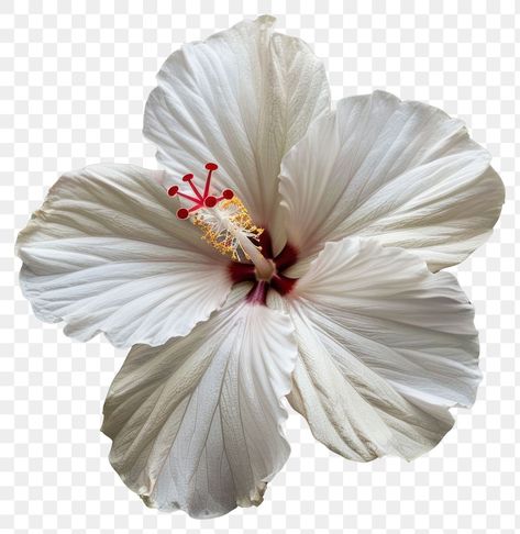 White Hibiscus Flower, Png Light, Light Flowers, Png Flowers, Flowers Tropical, White Hibiscus, Bloom Blossom, Clear Background, Tropical Flower