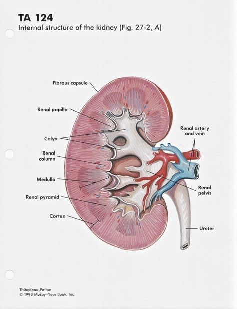 Internal Structure of the Kidney #medschool #doctor #medicalstudent - Image Credits: Uncanny Artist Seven 11, Endocrine System Nursing, Kidney Anatomy, Human Kidney, Medicine Notes, Basic Anatomy And Physiology, Medical Student Motivation, Biology Facts, Cerebrospinal Fluid