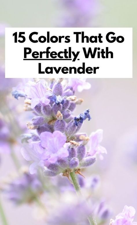 Discover 15 stunning colors that pair perfectly with lavender, whether you're decorating a room, planning a wedding, or creating a cohesive color scheme. Complementary Colors To Lavender, Colors That Match With Lavender, Lavender Colour Combination Room, Lavender Blue Bedroom Ideas, Colors To Pair With Lavender, How To Pair Lavender Color, Colors That Go With Light Purple, Colors That Compliment Lavender, What Colors Go With Lavender