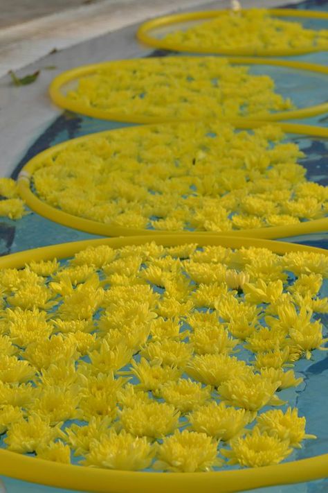 Bee theme wedding-pool decoration with yellow chrysanthemums by Golden Apple weddings- Rhodes Greece event Planning and Stylining Pool Side Haldi Decor, Pool Side Wedding, Floating Candles In Pool, Candles In Pool, Pool Wedding Decorations, Pool Decorations, Poolside Wedding, Apple Wedding, Floating Decorations