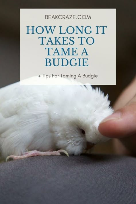 How Long Does It Really Take To Tame A Budgie? Fancy Parakeet, Parakeet Names, Baby Parakeets, Parakeet Colors, Parakeet Care, Parakeet Food, Diy Bird Cage, Budgie Toys, Parakeet Toys