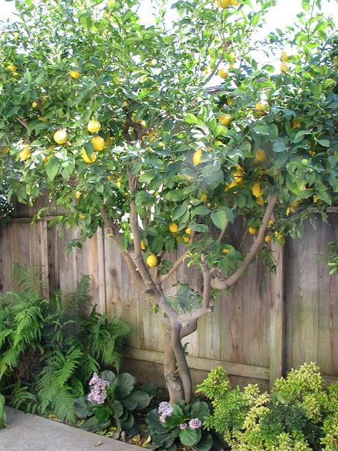 Lemon tree...would love to live somewhere warm so I could have one of these in my backyard. Landscaping With Lemon Trees, Backyard Citrus Trees, Lemon Tree Backyard, Citrus Tree Garden, Yard Inspiration, Citrus Garden, Court Yard, Planting Guide, Casa Exterior