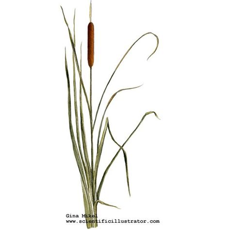 Cat Tails Tattoo, Cat Tail Illustration, Cat Tail Plant Tattoo, Cat Tails Plant Drawing, Cattail Drawing, Cattail Illustration, Reeds Tattoo, Cattails Tattoo, Bulrush Plants