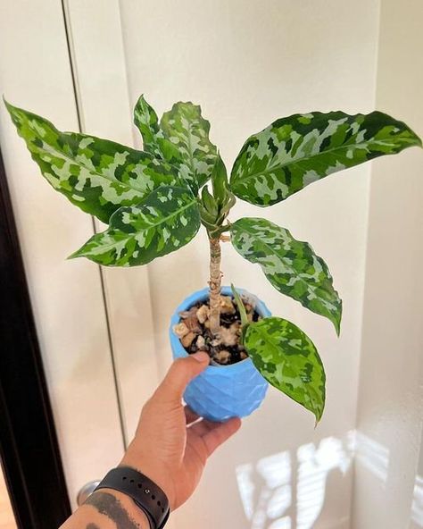 Aglaonema Pictum Tricolor Care and Growing Guide Aglaonema Pictum Tricolor, Aglaonema Plant Care, Aglaonema Plant, Pictum Tricolor, Wishlist Plants, Companion Planting Vegetables, Small House Garden, Plant Wishlist, Herb Containers