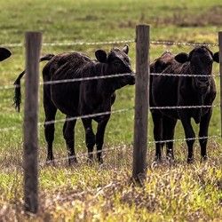 fence, fencing, cows Cow Fence Ideas, Cow Fencing, Cattle Fence Ideas, Cow Fence, Cattle Fencing, Farm Fences, Cattle Fence, Miniature Cattle, Livestock Fence