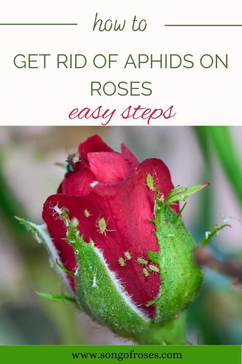 Bugs On Roses, Aphids On Roses, When To Plant Roses, Plant Lice, Get Rid Of Aphids, Organic Fertilizers, Green Bug, Knockout Roses, Natural Insecticide