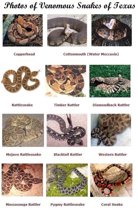 Texas Snakes, Mojave Rattlesnake, Poisonous Snakes, Texas Baby, Venomous Snakes, Texas Life, Texas Living, Texas Forever, Snake Venom