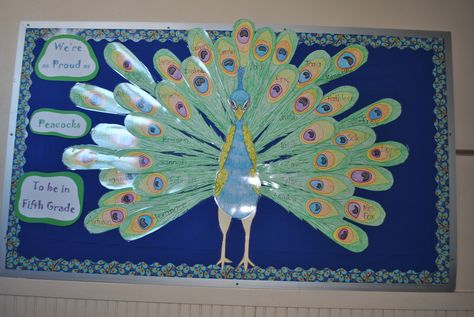 peacock theme bulletin board Peacock Bulletin Board Ideas, Peacock Bulletin Board, Class Charter, Peacock Room, Pilgrims And Indians, Peacock Crafts, Bad Teacher, Teacher Bulletin Boards, Chocolate Wrapper