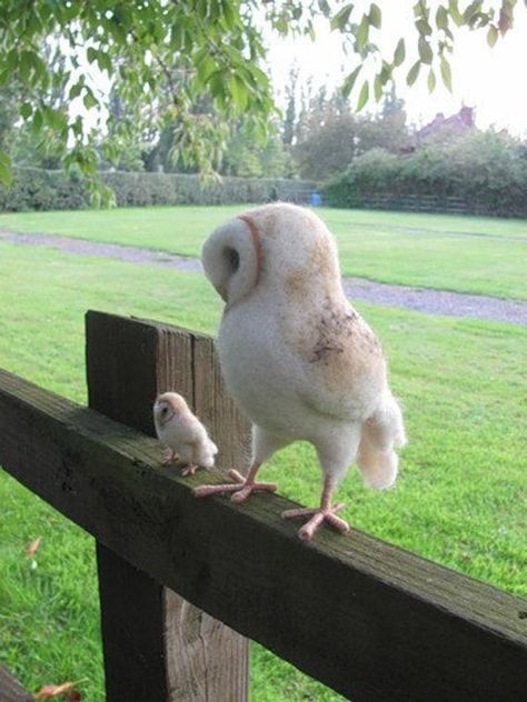 Fluffy Cows, Owl Pictures, Animale Rare, Beautiful Owl, Pet Hacks, Baby Owls, Cute Wild Animals, Pretty Birds, Barn Owl