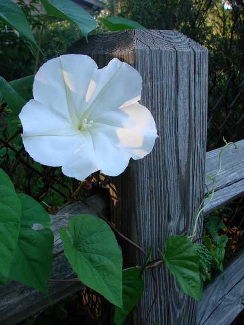 Moon Gardening, Heat Tolerant Flowers, Moonflower Vine, Full Sun Flowers, Portulaca Grandiflora, Garden Vines, Moon Garden, Night Garden, Climbing Vines