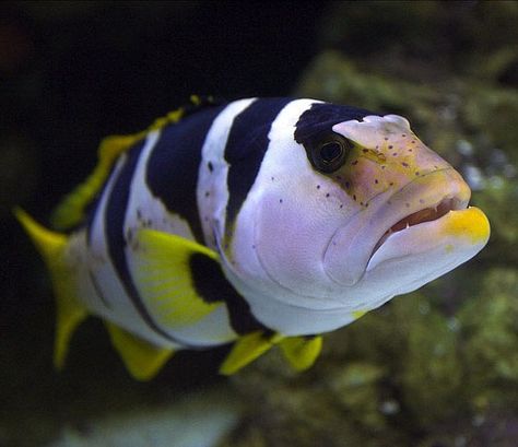 Black saddled coral grouper aka saddle grouper - from the Indo-Pacific. classified as Vulnerable (VN) by the IUCN Red List Coral Grouper, Black Saddle, Pond Fish, Animal Family, Fish Aquarium, Saltwater Aquarium, Aquarium Fish, Maldives, Fish Pet