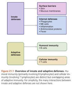 Innate & adaptive systems work hand in hand. Humoral immunity (primarily involving B lymphocytes) & cellular immunity (involving T lymphocytes) are distinct but overlapping areas of adaptive immunity. Many interactions between innate and adaptive defenses are NOT shown here. Innate Vs Adaptive Immunity, Movie Critique, Immune System Nursing, Immunity Nursing, Adaptive Immunity, Innate Immunity, Unclog Arteries, Nurse Teaching, Pharmacy School