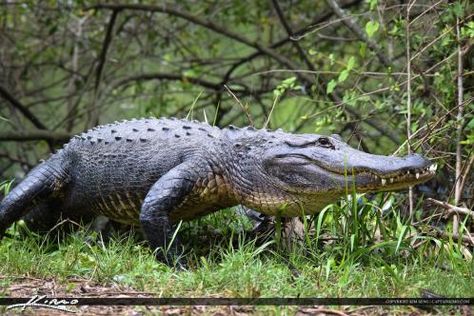 Florida Alligators January 2015 Large Grumpy Gator with Teeth Florida Alligators, Crocodile Species, Mangrove Swamp, American Alligator, Animal Study, 3d Pictures, Water Life, Crocodiles, Reptiles And Amphibians