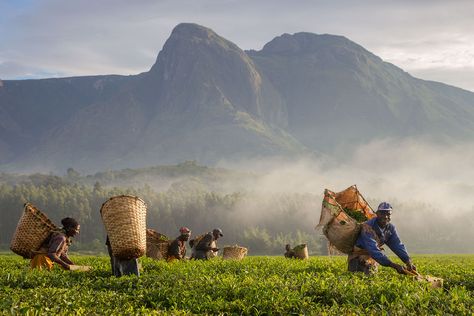 Illegal Logging, Malawi Africa, Tropical Africa, Landlocked Country, Mountain Forest, Photo Report, Africa Travel, Best Places To Visit, Best Places To Travel