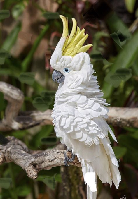 Sulphur-crested Cockatoo | Cacatua galerita …  https://www.alamy.com/stock-image-the-sulphur-crested-cockatoo-cacatua-galerita-bali-bird-park-batubulan-168075621.html Character Study, Animal Sketches, Colorful Birds, Birds Painting, Cute Photos, Parrot, Feathers, Watercolor Paintings, Bali