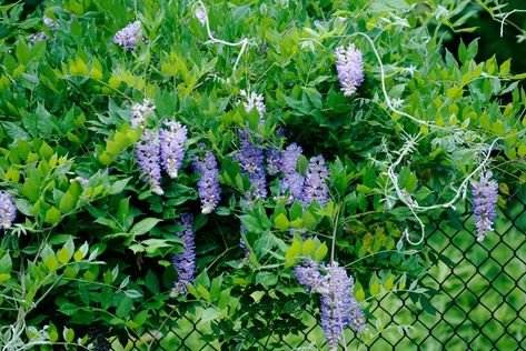 Covering chain link fences is a common problem for many homeowners. But if you learn how to plant a living fence with a fast growing plant, you can have a fence that is both lovely and inexpensive. Click here for more. Wisteria Fence, Living Privacy Fences, Privacy Shrubs, Vine Fence, Fast Growing Vines, Fence Plants, Evergreen Vines, Growing Vines, Living Fence