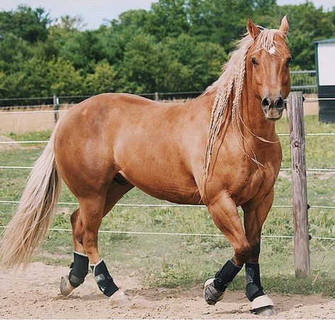 Oh my god its a palomino cheyenne Palomino Quarter Horse, Aqha Horses, Cute Horse Pictures, Palomino Horse, Barrel Racing Horses, Rodeo Horses, Bulldog Francese, Quarter Horses, Barrel Horse