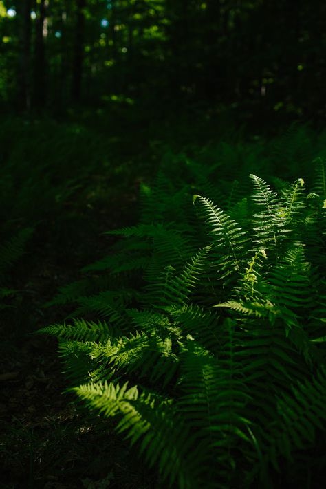 Painting Ferns Acrylic, Leaves Reference, Forest Life, Wild Forest, Art References, Ground Cover, Painting Acrylic, Painting Ideas, Art Reference