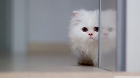 Cute Wallpaper For Laptops, Cute Wallpapers For Computer, Wallpaper Pc 4k, Hd Cute Wallpapers, Desktop Wallpaper Quotes, Computer Desktop Backgrounds, Kitten Images, Aesthetic Kirby, Sharp Claws