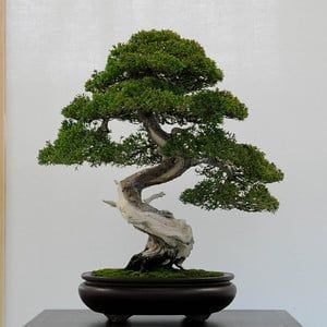 Cypress Bonsai, Bonsai Making, Bonsai Tree Types, Bonsai Tree Care, Indoor Bonsai Tree, Juniper Bonsai, Bonsai Seeds, نباتات منزلية, Bonsai Styles