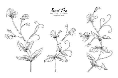 Sweet peas flower and leaf hand drawn bo... | Premium Vector #Freepik #vector #plant-outline #botanical-elements #flower-doodle #plant-line Sweet Pea Flower, Guardian Angel Tattoo, Sweet Pea Flowers, Pea Flower, Thread Painting, Sweet Peas, Art Nouveau Design, Morning Glory, Flower Illustration