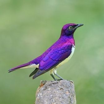 Violet Backed Starling, Starling Bird, South African Birds, Bird Girl, Africa Wildlife, Purple Bird, Kinds Of Birds, Kruger National Park, Animal Facts