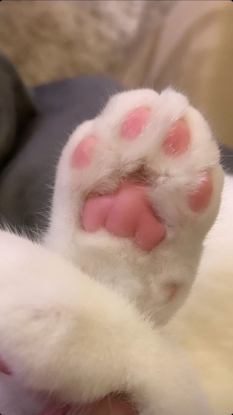 Cat Paws, Tumblr