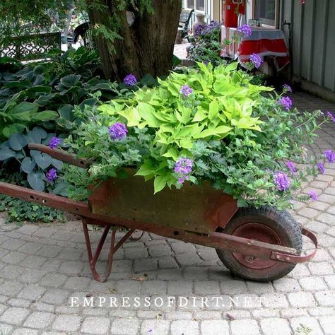 Old, rusty wheelbarrows can make great flower plants. Use these ideas for your outdoor space. Wheel Barrow Planter Ideas Plants, Plants In Wheelbarrow, Wheelbarrow Yard Art, Flowers In A Wheelbarrow Ideas, Wheel Barrel Garden Ideas, Outdoor Wheelbarrow Decor, Well Planter Ideas, Garden Wheelbarrow Ideas, Diy Wheelbarrow Planter