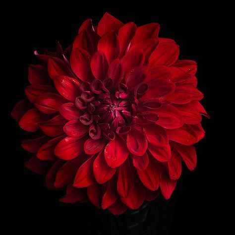 Feminism Images, Plant Widgets, Delilah Flower, Red Dahlia Flower, Burgundy Dahlia, Red Dahlia, Iphone Wallpaper Stills, Nothing But Flowers, Photo Frame Gallery