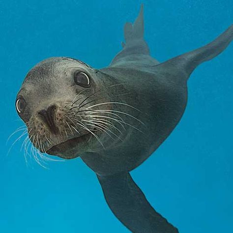 sea lion Baby Sea Lion, Seaworld San Diego, Animal Conservation, Lion Images, Sea Lion, Marine Animals, Ocean Creatures, Ocean Animals, Sea World