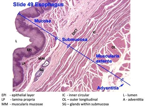 Histology - Esophagus Histology Slides, Anatomy Models, Biomedical Science, Medical School Studying, Student Life Hacks, Human Anatomy And Physiology, Medical Laboratory, Med School, Anatomy And Physiology