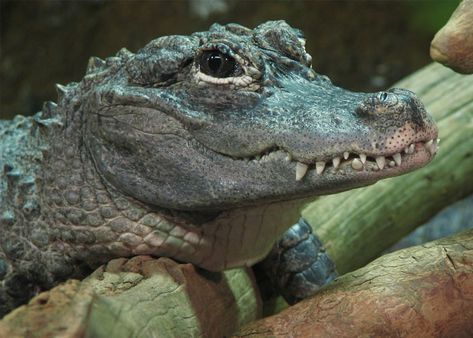 Chinese Alligator, Roger Smith, American Alligator, Cute Reptiles, Endangered Animals, Komodo, Crocodiles, Reptiles And Amphibians, Amazing Animals