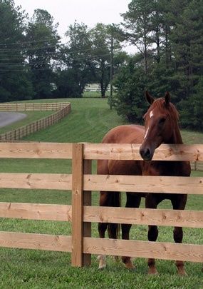 1000+ ideas about Horse Fencing on Pinterest | Horse Barns, Stalls ... Pasture Fencing, Horse Fence, Wooden Fences, Wood Fences, Horse Fencing, Equine Therapy, Concrete Fence, Timber Fencing, Types Of Fences