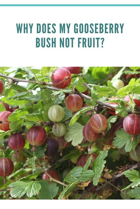 Why does my gooseberry bush not fruit Gooseberry Bush, Types Of Fruit, Gardening Flowers, Growing Fruit, Tropical Fruit, Fruit Trees, Fruits And Vegetables, Flower Garden, Watermelon