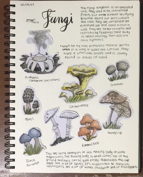 pretty mushrooms :) 🍄 Fungi Notes, Mushroom Anatomy, Mushroom Facts, Pretty Mushrooms, Mushroom Stuff, Fungi Kingdom, Portfolio Reference, Nature Sketchbook, Mushroom Guide