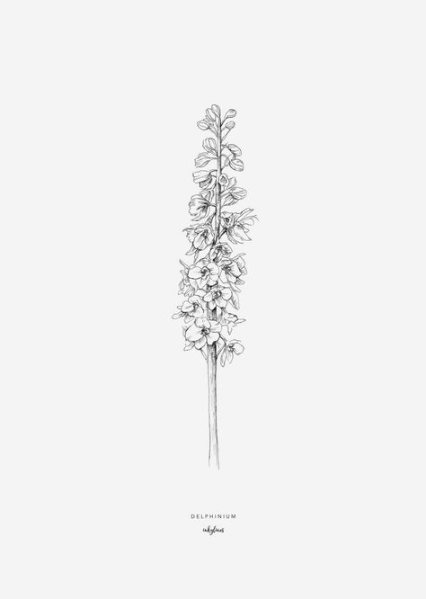 Hycinthia Flower Tattoo, Hycanith Flower Tattoo, Snap Dragon Tattoo Simple, Delfinium Flower Tattoo, Delphinium Flower Drawing, Larkspur Flower Drawing, Delphinium Flower Tattoo, Larkspur Drawing, Hyacinth Tattoo