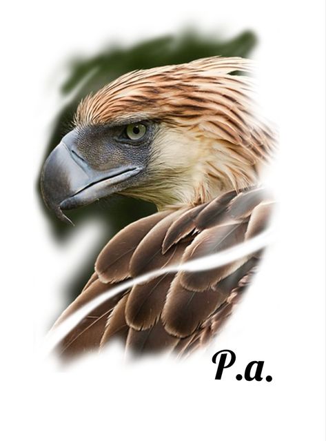 Philippine Eagle Tattoo Design, Philippine Eagle Tattoo, Latte Art Tattoo, Philippine Eagle, Anime Mermaid, Eagle Pictures, Iphone Wallpaper Hipster, Latest Tattoos, Eagle Tattoo