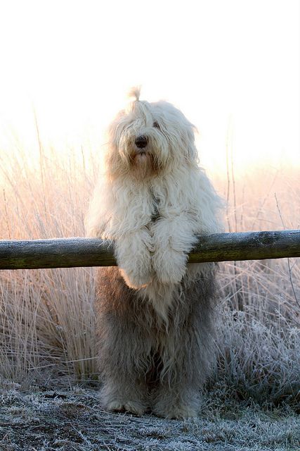 might just be the best dog ever... Sheep Dog, Love My Dog, Old English Sheepdog, Airedale Terrier, Appaloosa, Quarter Horse, Baby Dogs, Old English, Beautiful Dogs