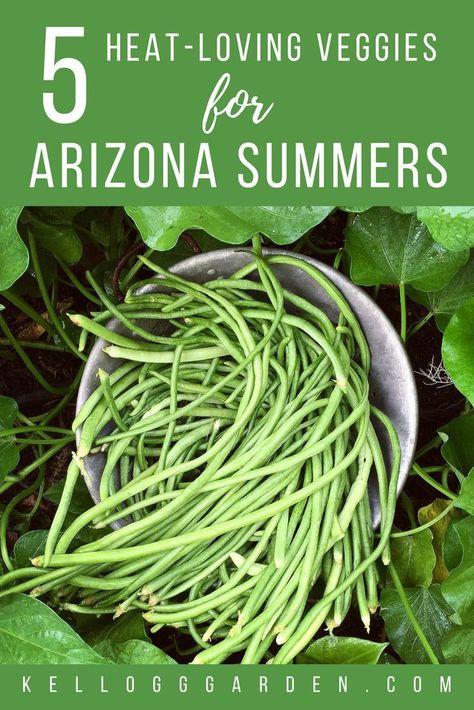 In Arizona, we garden year-round, but that doesn’t mean we can grow everything all year.  Luckily, there are many vegetables that don’t mind the heat and even thrive in our hot summers. #arizonagarden #heatloving #gardening #kellogggarden #summergardening Phoenix Gardening, Veg Trug, Arizona Garden, Growing Vegetables Indoors, Growing Vegetables In Pots, Arizona Gardening, Black Thumb, Garden Vegetables, Organic Vegetable Garden