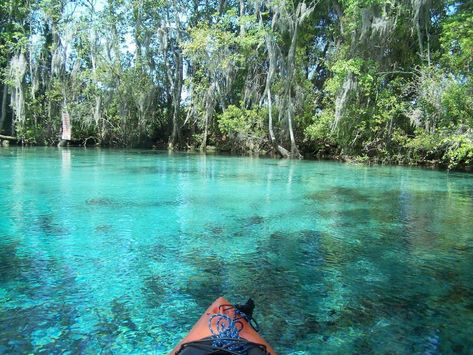 Check out our list of the amazing things to do in Citrus County, Florida, and have the best holiday with your loved ones. Click on this article for more information! Video Chill, 7 Natural Wonders, Ocala National Forest, Best Popcorn, Florida Springs, Places In Florida, Everglades National Park, Instagrammable Places, Three Sisters