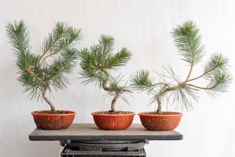 Tree Types, Bonsai Tree Types, Pine Bonsai, Bonsai Tree Care, Bonsai Techniques, Succulent Bonsai, Wood Pots, Recycled Garden, Miniature Trees