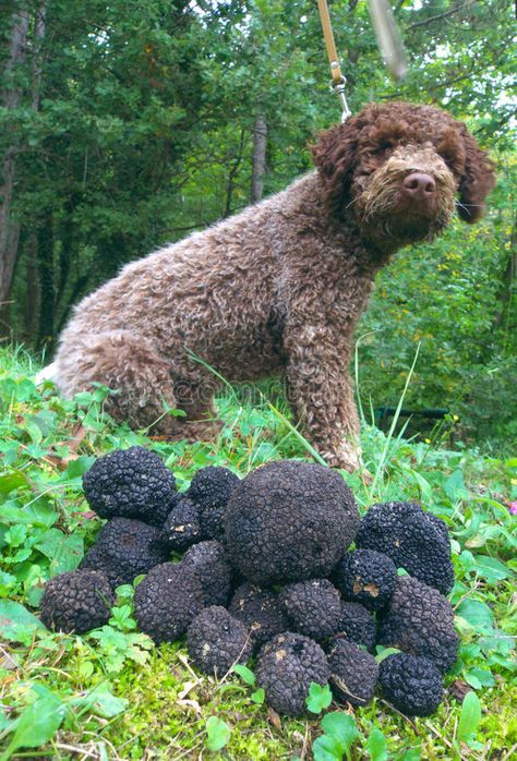 Growing Truffles, Black Truffles, Truffle Mushroom, Mushroom Images, Unique Fruit, Greenhouse Plans, White Truffle, Black Truffle, Stock Photography Free