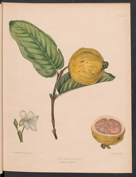 Guava Tree Tattoo, Acuarela Ideas, Guava Plant, Tattoo Colors, Chinese Painting Flowers, Botanical Vintage, Vintage Botanical Prints, Vintage Botanical, Chinese Painting