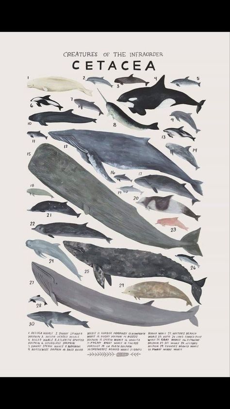 Shark Poster Vintage, Shark Anatomy Poster, Shark Diagram Aesthetic, Whale Poster Vintage, Ocean Animal Poster, Sea Creature Poster, Sea Life Poster, Shark Poster Aesthetic, Sealife Poster