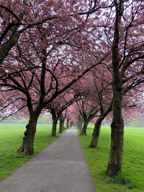 Meadows Edinburgh, Long Lost Love, Cherry Blossom Season, Pink Trees, Pink Cherry, Summer Inspiration, The Meadows, Aesthetic Room Decor, Cherry Blossoms