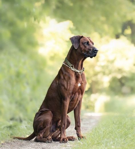 Rhodesian Ridgeback Dog, Fit Dogs, Dog Anatomy, Dog Poses, Lion Dog, Rhodesian Ridgeback, Different Dogs, Types Of Dogs, Sporting Dogs