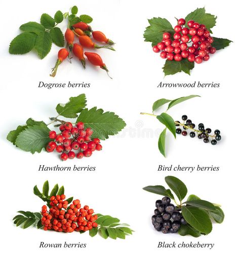 Set from berries. Dogrose, hawthorn , rowan berry , arrowwood, bird cherry, blac #Sponsored , #SPONSORED, #Ad, #Dogrose, #Set, #rowan, #hawthorn Arrowwood Viburnum, Black Chokeberry, Mountain Ash Tree, Sorbus Aucuparia, Rowan Berry, Wild Food Foraging, Hawthorn Tree, Hawthorn Berry, Harvest Basket