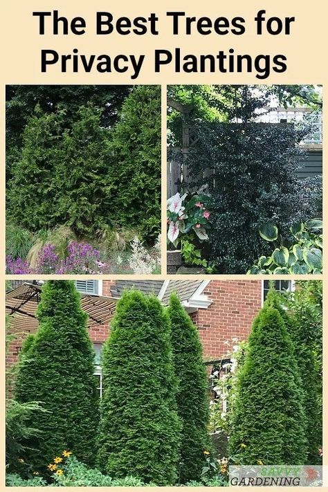 The best trees for privacy in big and small yards. #urbangardening #gardendesign Evergreen Trees For Privacy, Best Trees For Privacy, Trees For Privacy, Corner Landscaping, Privacy Screening, Moderne Pools, Privacy Trees, Landscaping Trees, Privacy Plants