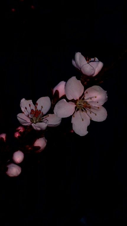 #pink #pinkflowers #peachtree #minitree #minature #photography #cnwrightphotography #cnwright0206 Cherry Blossom Iphone Wallpaper, Dark Cherry Blossom, Social Life, Home Screen, Black Background, Cherry Blossom, Iphone Wallpaper, Blossom, Cherry