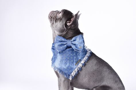 Denim Dog Accessories / Denim Dog Bow Tie / Denim Dog Bandana / Dog Scarf 

The Berkeley denim combo is a super stylish combo for any dog in your life! This handmade set is available in a variety of sizes and style, perfect fit for any pup! 

#denimdogbowtie #denimdog #stylishdog #dogbowtie #dogbandana #dogscarf #doggifts #doglover #dogmom #dogmodel #pspup #pupsociety Dog Bow Tie, Bandana Dog, Bow Making, Dog Modeling, Dog Scarfs, Diy Dog, Dog Accesories, Denim Dog, Dog Scarf